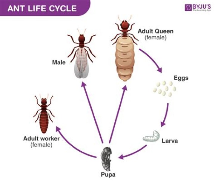 Do ants give birth?