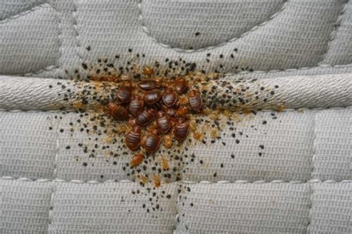 Do bed bugs look like little black dots?