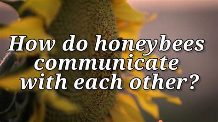 Do bees talk to each other?