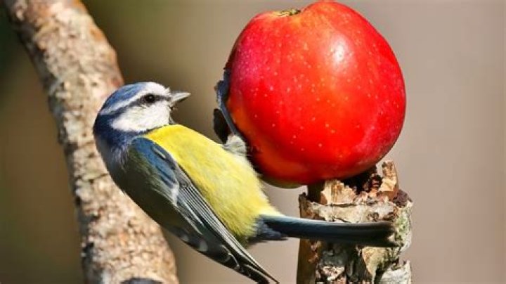 Do birds eat apples?