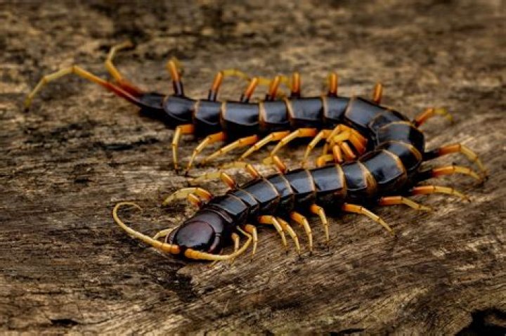 Do centipedes go up walls?