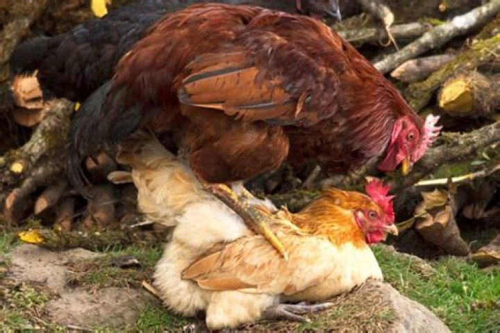 Do chickens need to be wormed?