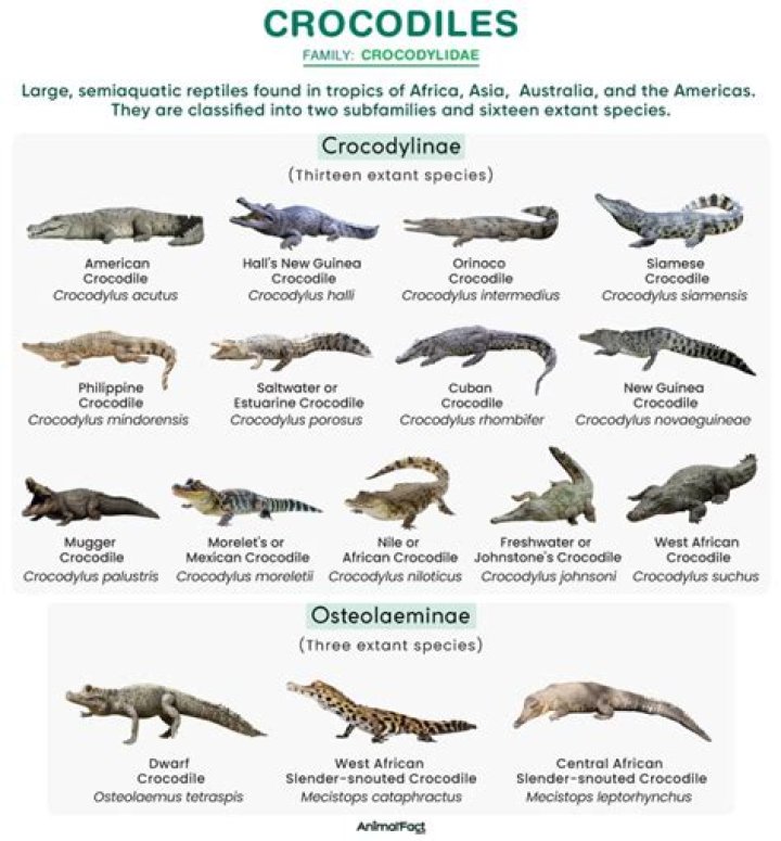 Do crocodiles like pink?