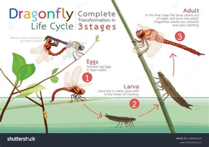 Do dragonflies live for one day?