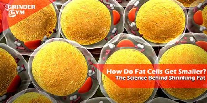 Do fat cells go away?