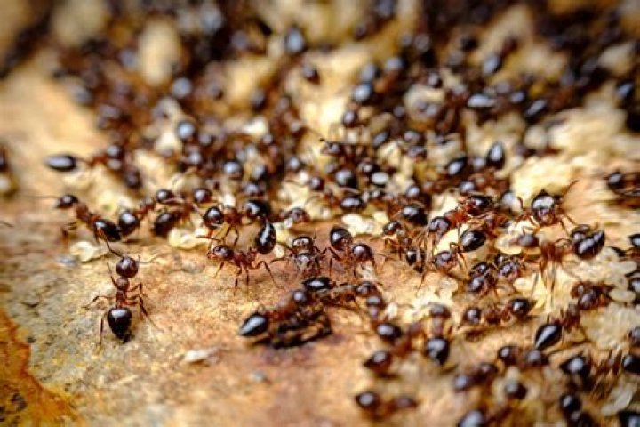 Do fire ants eat garlic?