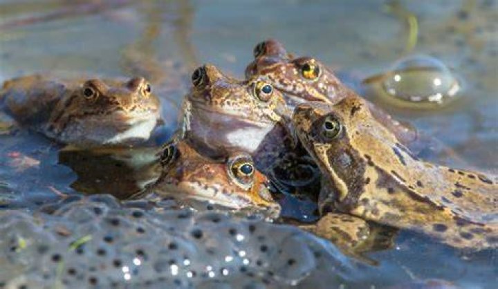 Do frogs leave their ponds?