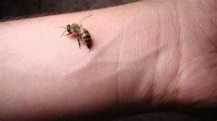 Do Ground bees sting you?