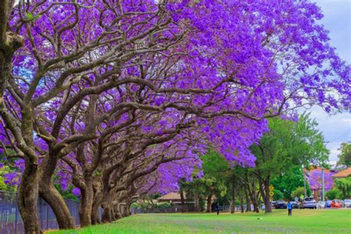 Do jacarandas bloom twice a year?