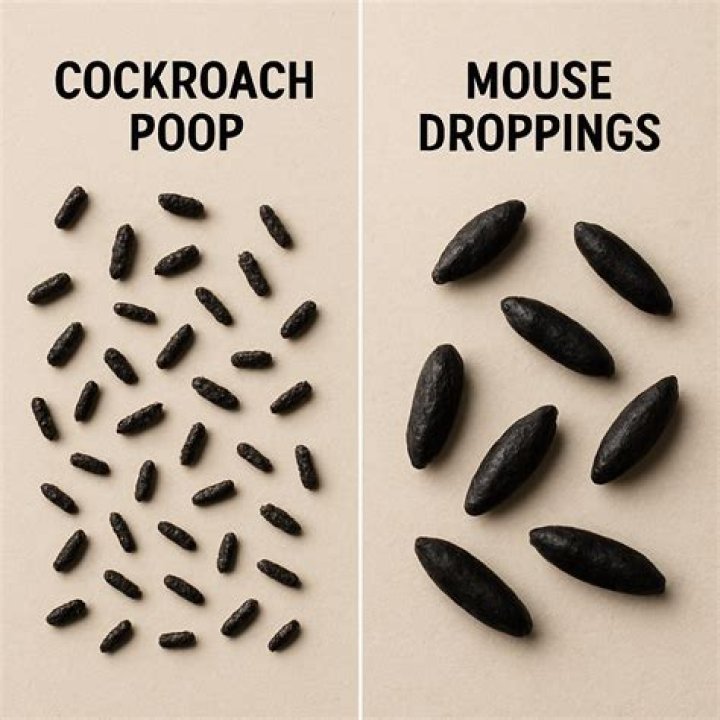 Do mice leave the nest during the day?