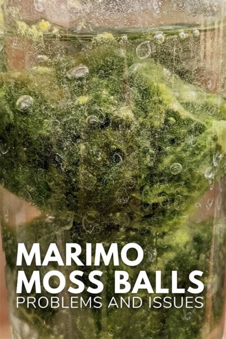 Do moss balls help cycle a tank?