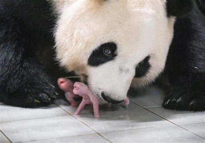 Do pandas not know they are pregnant?