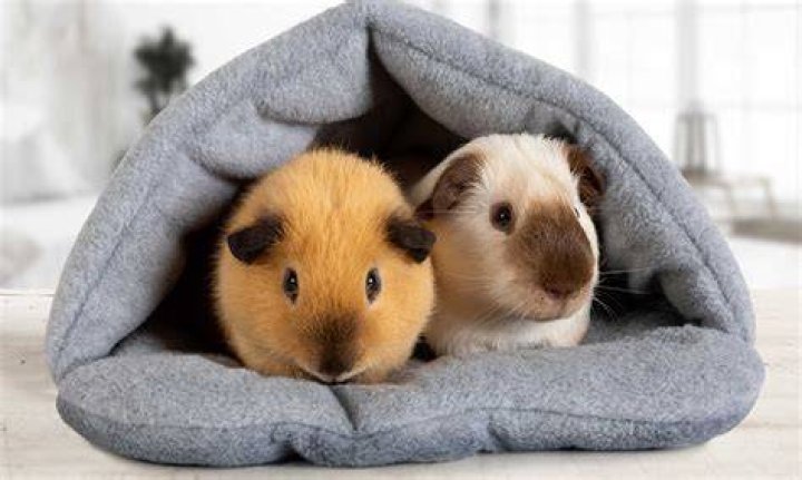 Do pigs understand?