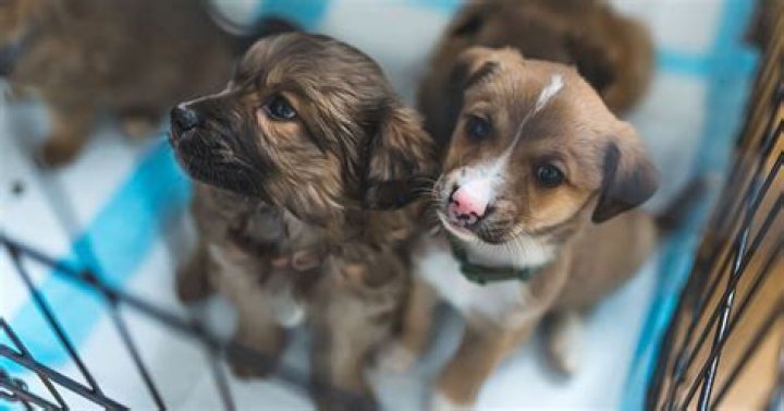Do puppies get their personality from their mother?