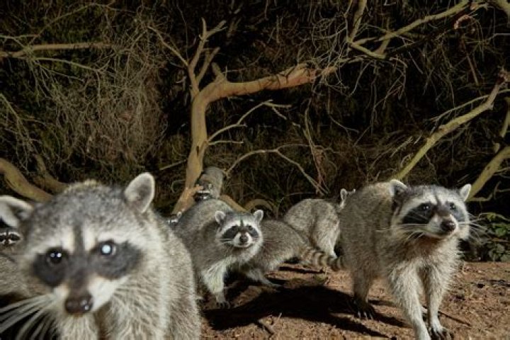 Do raccoons go out every night?