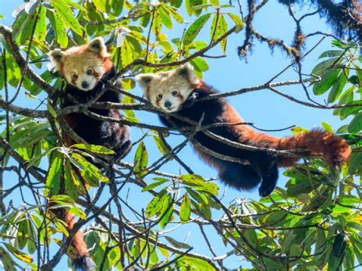 Do red pandas like to cuddle?