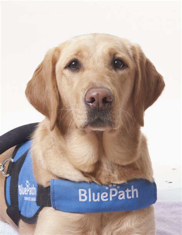 Do service dogs have to wear a vest UK?
