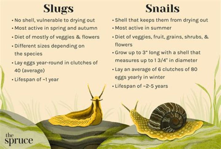Do slugs have any benefits?
