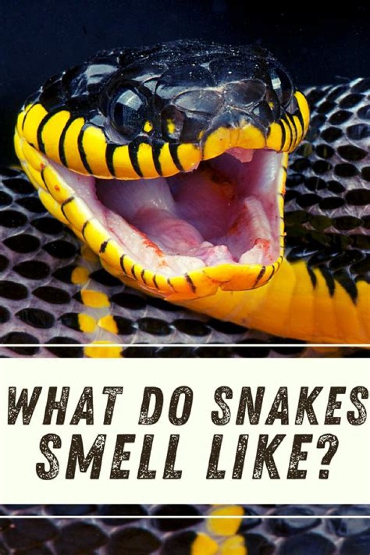 Do snakes smell fear?
