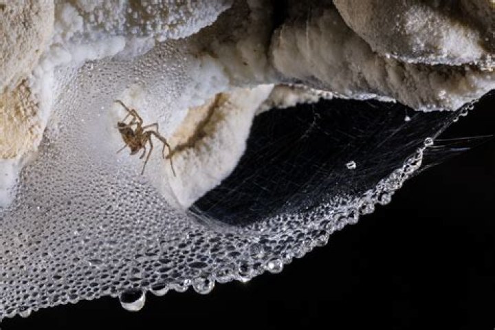 Do spiders take down their webs in the morning?