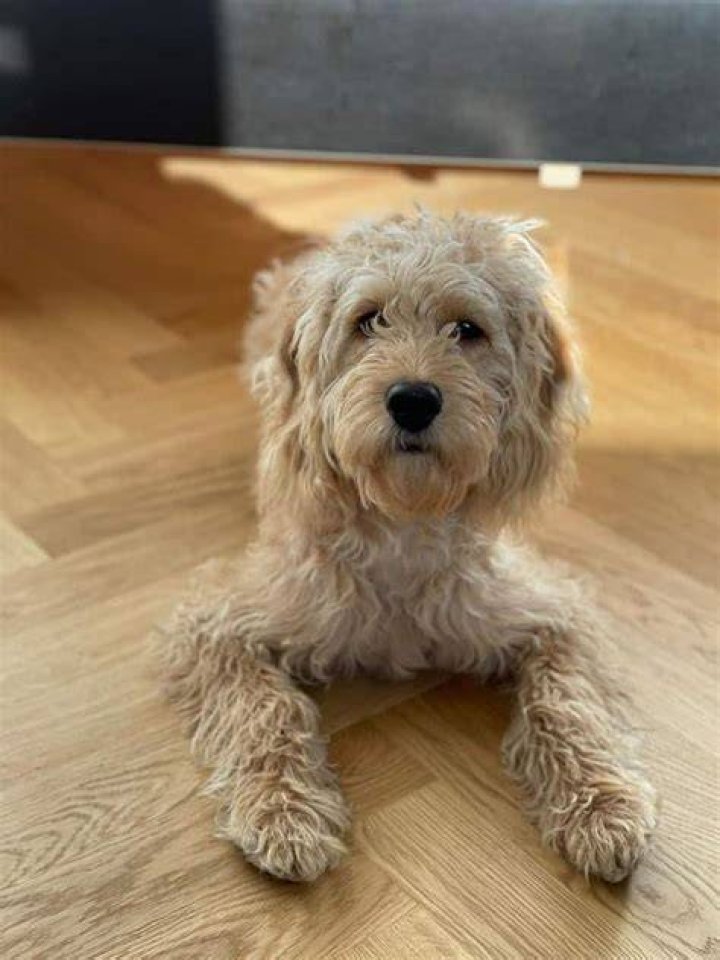 Does a mini Labradoodle shed?