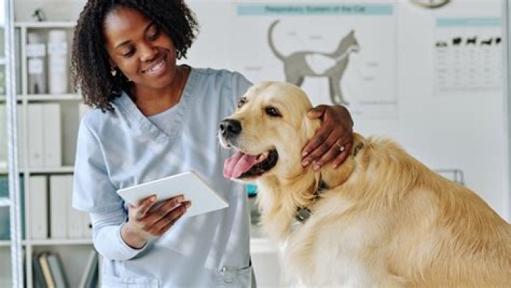 Does a vet tech make a year?
