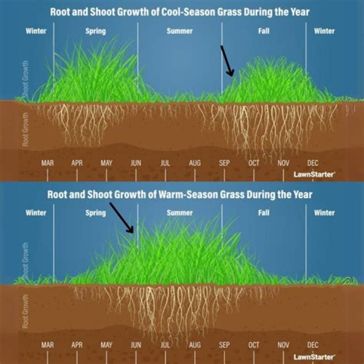 Does cutting grass help it spread?