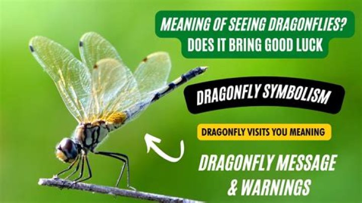 Does dragonfly bring good luck?