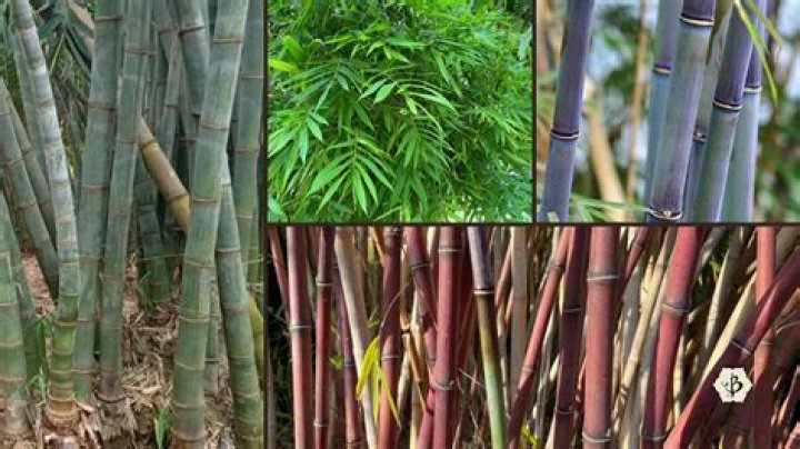 Does dried bamboo burn well?