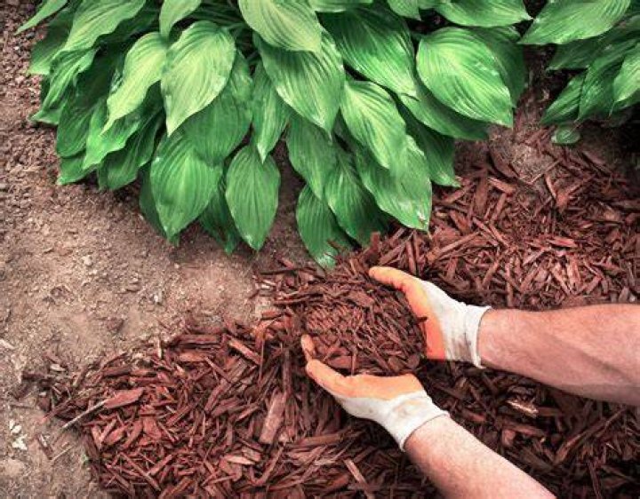 Does mulch Keep soil moist?