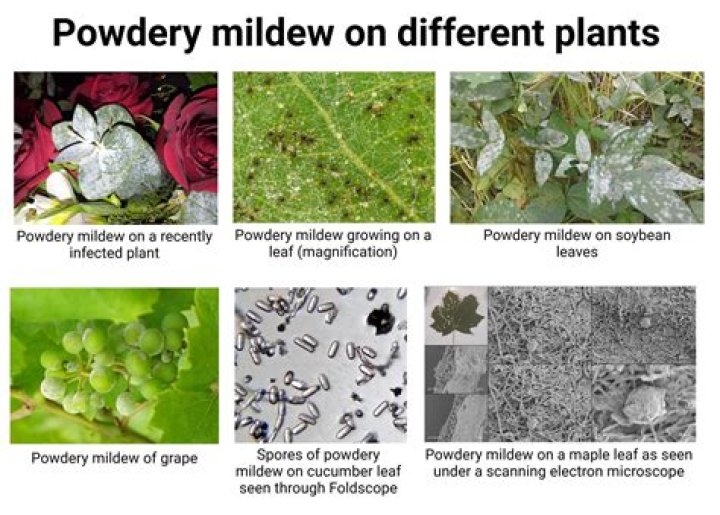 Does Overhead watering cause powdery mildew?