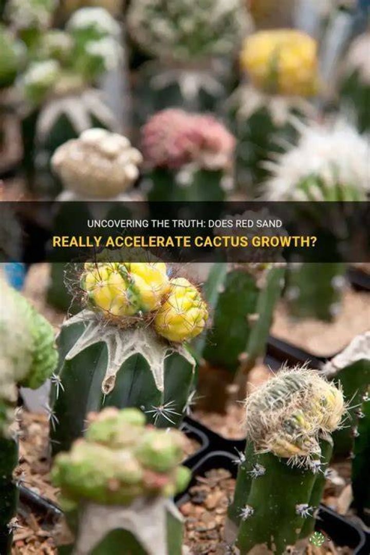 Does red sand grow cactus faster?