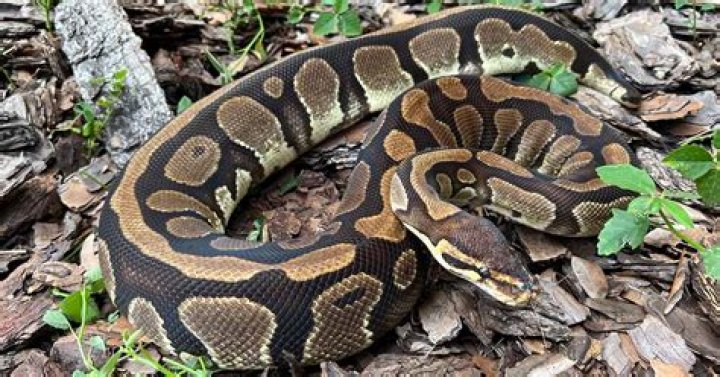 How big is the swimsuit market?