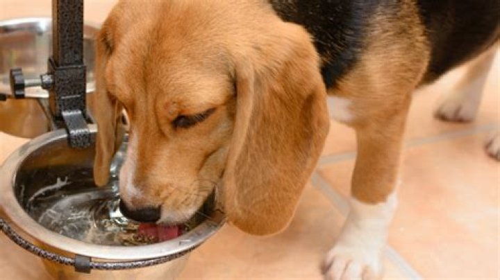 How can I hydrate my dog quickly?