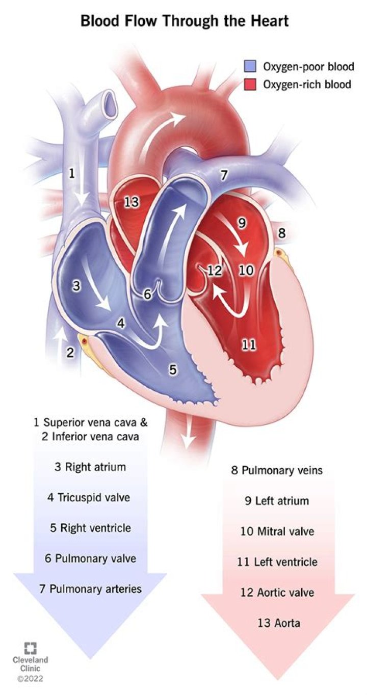 How can I improve my heart and lungs?