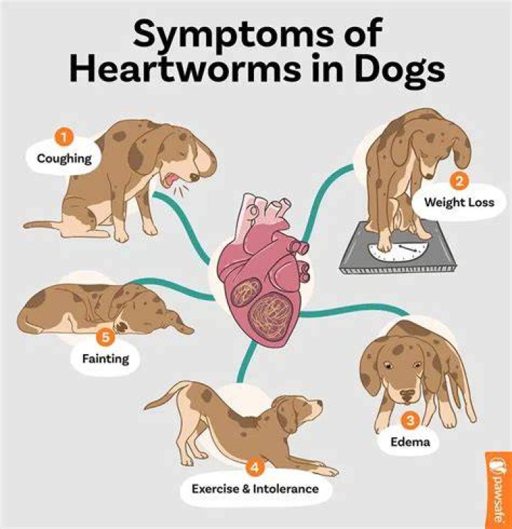 How can you tell if a dog is dying from heartworms?
