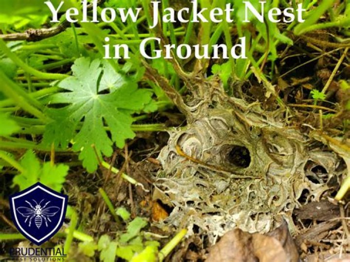 How deep is a yellow jacket nest in the ground?