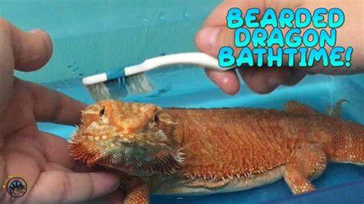 How deep should a bearded dragons bath be?