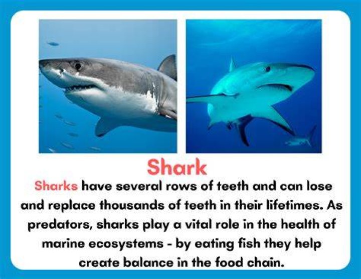 How do animals survive in the ocean?