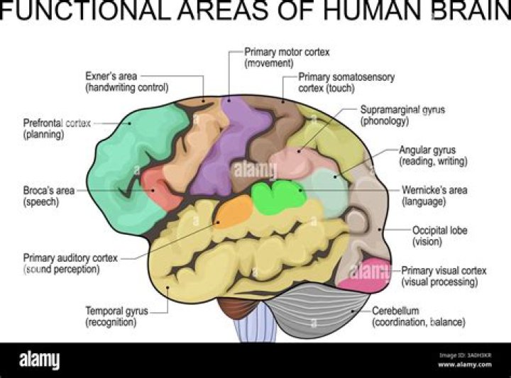 How do functional areas interact with each other?