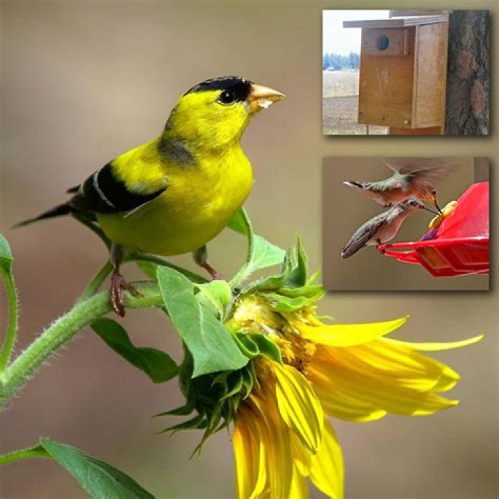 How do I attract black birds to my yard?