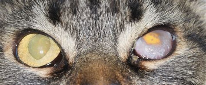 How do I energize my cats eyes?