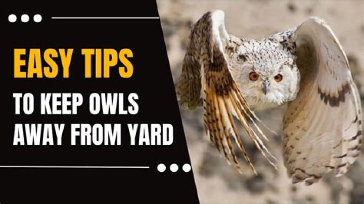 How do I get rid of owls?