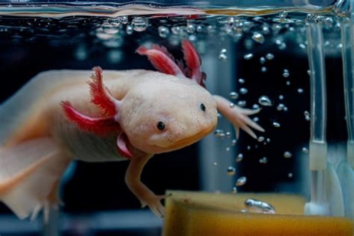 How do I know if my axolotl is a boy or girl?