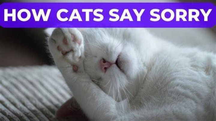 How do I say sorry to cat?