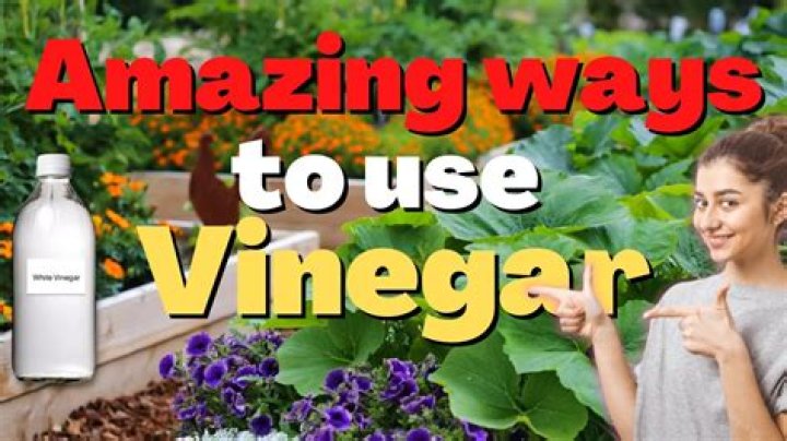 How do I use vinegar in my garden?