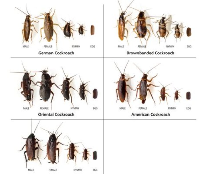 How do roaches see us?