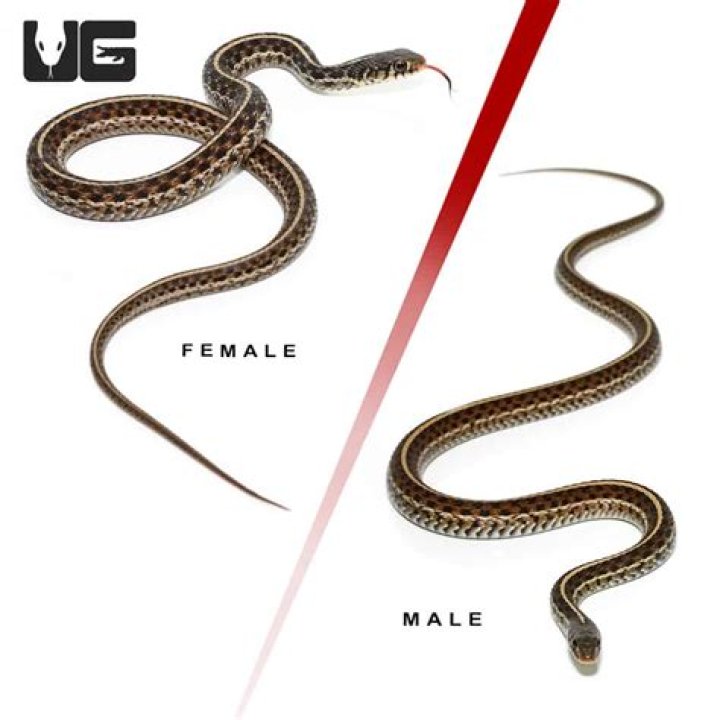 How do u tell if a snake is male or female?