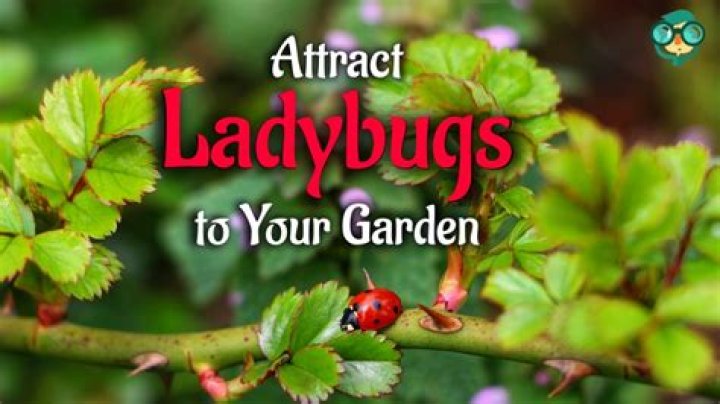 How do you attract a ladybug?