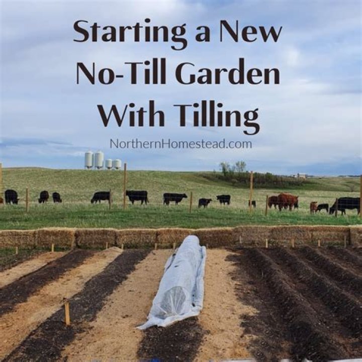 How do you cover crops in a no-till garden?